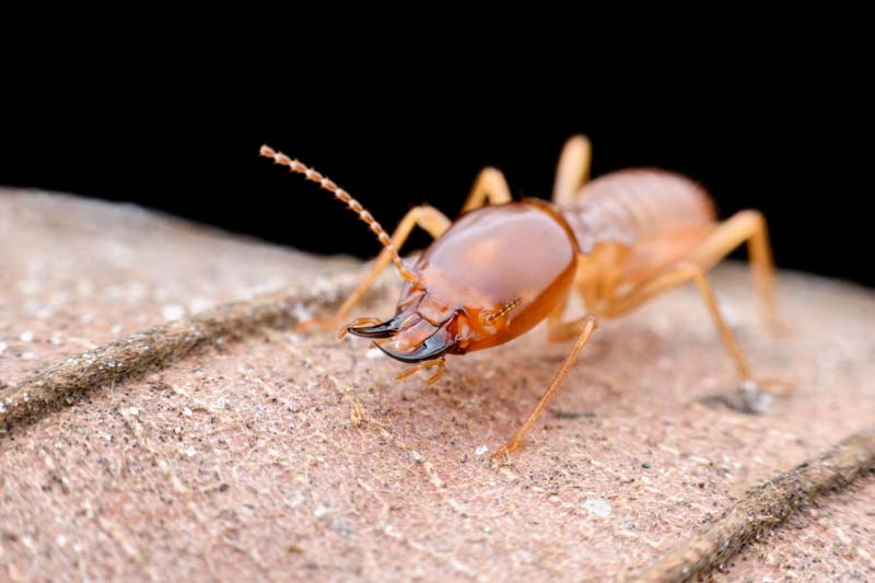 Termite